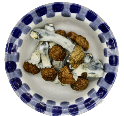 Blue Pulaski Magic Mushrooms
