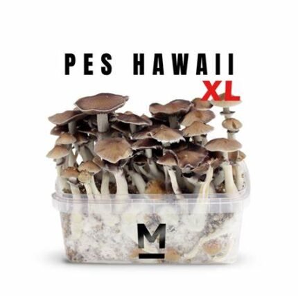 Hawaiian PES Magic Mushroom Grow Kit XL