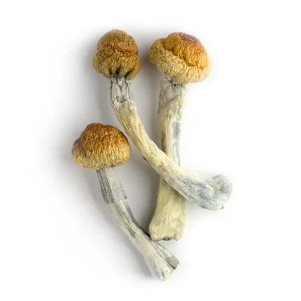 Trinity magic mushroom