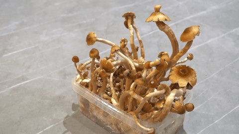 Mushroom Growing Kits for sale